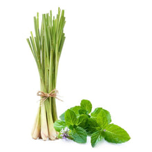 Thai Lemongrass (Cymbopogon flexuosus) Herbal Plant Seeds, Exotic Culinary Herb