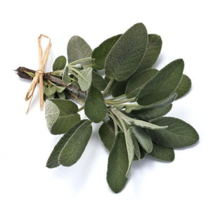 Sage (Salvia officinalis L.) Herbal Plant Seeds, Aromatic Culinary Herb