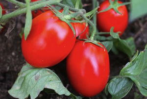 Red Determinate Tomato 'Seijk' (Lycopersicon Esculentum Mill.) Vegetable Plant Seeds, V. Early Heirloom