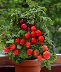 Red Dwarf Cherry Tomato 'Vilma' (Lycopersicon Esculentum Mill.) Vegetable Plant Seeds, Year Round Heirloom