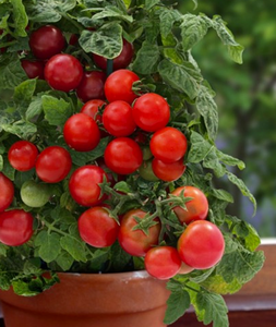 Red Dwarf Cherry Tomato 'Vilma' (Lycopersicon Esculentum Mill.) Vegetable Plant Seeds, Year Round Heirloom