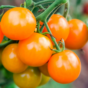 Yellow Tall Cherry Tomato 'Golden Cherry' (Lycopersicon Esculentum Mill.) Vegetable Plant Seeds, Early Heirloom