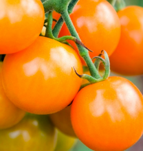 Yellow Tall Cherry Tomato 'Golden Cherry' (Lycopersicon Esculentum Mill.) Vegetable Plant Seeds, Early Heirloom