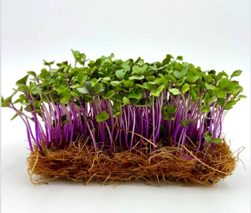 Purple Kohlrabi Microgreens Seeds