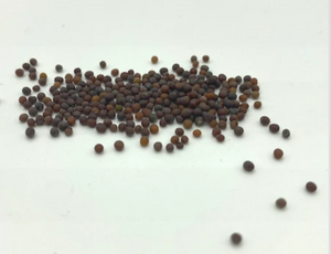 Wasabi Mustard Microgreens Seeds