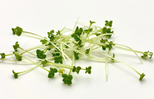 Wasabi Mustard Microgreens Seeds