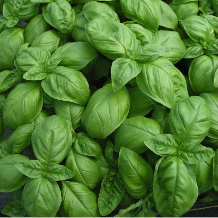 Sweet Basil 'Italiano Classico' (Ocimum basilicum L.) Herbal Heirloom Plants