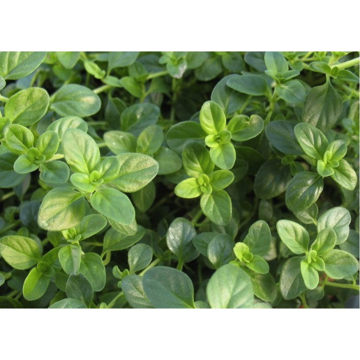 Thyme (Thymus vulgaris L.) Herbal Plant, 1440-1500 Seeds