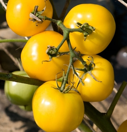 Tomato 'Taxi' (Solanum Lycopersicum) Vegetable Plant Heirloom, 10 Seeds