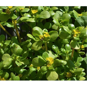 Purslane (Portulaca oleracea L.) Herb, 2000-2300 Seeds