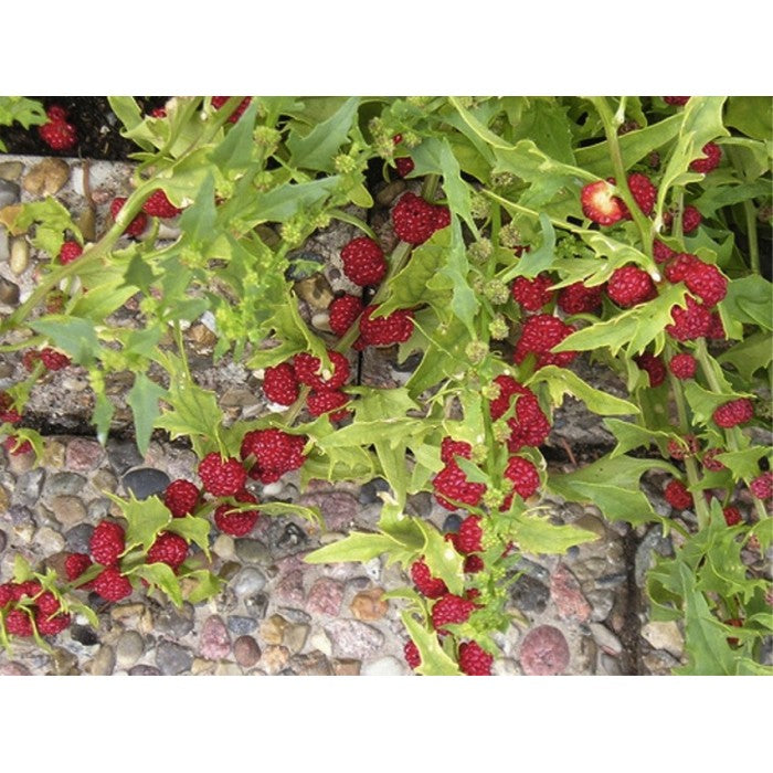 Strawberry Spinach (Chenopodium capitatum) Herbal Plant Seeds