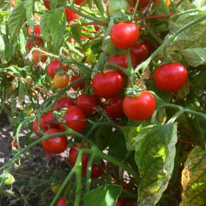 Washington Cherry Tomato Seeds